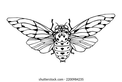 Cicada al estilo doodle. Dibujo manual de imágenes prediseñadas.