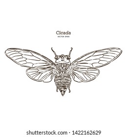 Cicada, hand draw sketch vector.