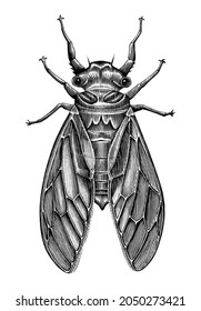 Cicada hand draw vintage engraving style black and white clipart isolated on white background