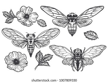 Cicada Hand Drawn Element Vector