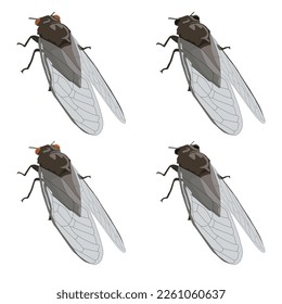 Infección Cicada con ojos negros y rojos llenos de sombras y contorno