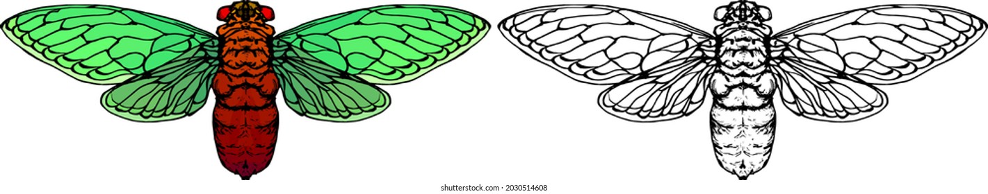 Cicada insect with its colorful wing. Hand drawn vector illustration.