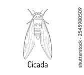 Cicada. Insects. Fauna coloring page. Graphic sketch of an isolated beetle with title. Vector illustration.