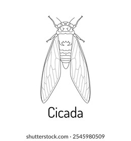 Cicada. Insects. Fauna coloring page. Graphic sketch of an isolated beetle with title. Vector illustration.