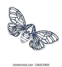 Cicada isolated on white background,vector illustration hand drawing