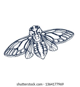 Cicada isolated on white background,vector illustration hand drawing
