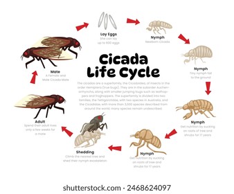 Diagrama del ciclo de vida de la cicada para la ilustración del esquema del proceso de desarrollo de la Educación de la Ciencia, Diferentes etapas de los insectos desde las etapas huevos, ninfa, desprendimiento hasta la chinche de la cigarra adulta, explicación de la Reproducción.