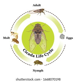 Cicada Life Cycle vector for graphic design,education,agricultural,science,artwork.