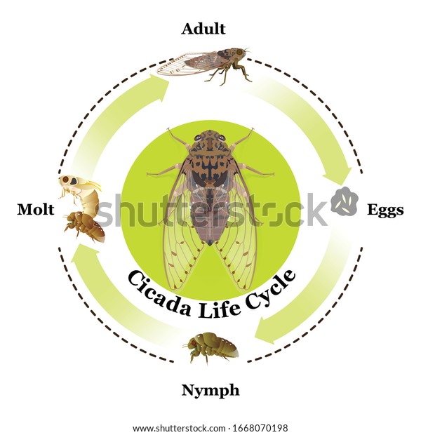 Cicada Life Cycle Vector Graphic ...