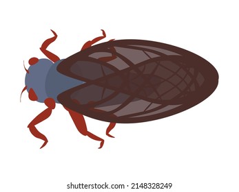 Cicada, a loud insect with large wings vector illsutration