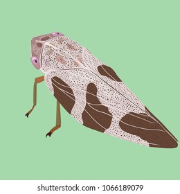 cicada on green background.vector illustration