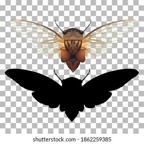 Cicada sobre ilustración transparente de fondo