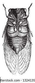 Cicada seen below, vintage engraved illustration. From Zoology Elements from Paul Gervais.
