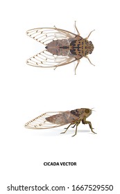 Cicada side and top vector on white background for graphic design,art work,education,science,agriculture.