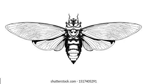 Cicada Vector Hand Drawn Illustration