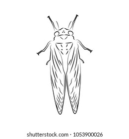 cicadas graphic design template