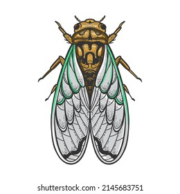 Cicadidae cicada insecto de dibujo de color animal grabando ilustración vectorial. Diseño de impresión de ropa de camiseta. Imitación de tablero de raquetas. Imagen dibujada a mano en blanco y negro.