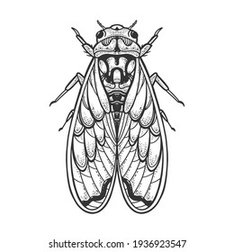 Cicadidae cicada insect animal sketch engraving vector illustration. T-shirt apparel print design. Scratch board imitation. Black and white hand drawn image.