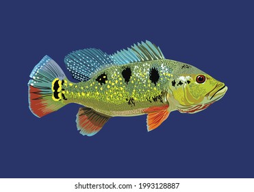 cichla ocellaris.pbass fish, exotic fish, fresh water fish, vector