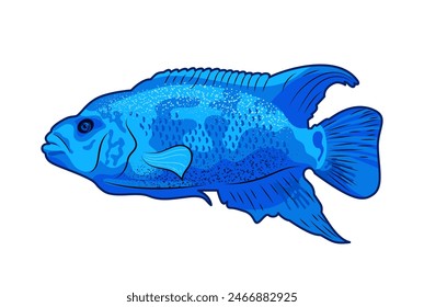 Cichlasoma Blue Jack Dempsey. Freshwater ray-finned fish from the Cichlid family. Icon vector illustration of tropical fish on white background, aquarium animals in flat style. pet care. For stickers