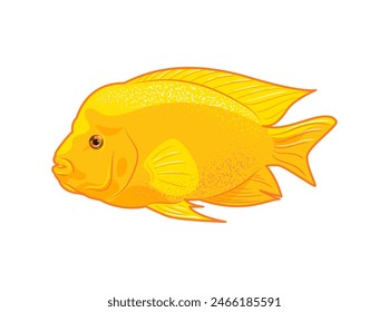 Cichlasoma citrinellum. Icon vector illustration of tropical fish on white background, aquarium animals in flat style. Cichlid family. pet care. For stickers, posters, postcards, design elements.