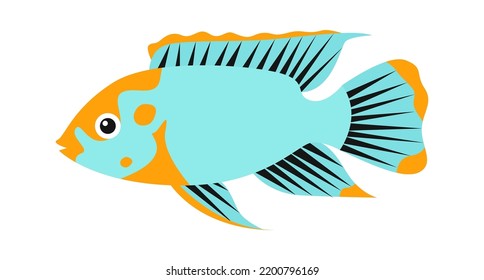 Cichlazoma aquarium fish. Vector illustration