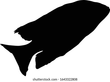 Cichlid Fish (Cichlidae) Silhouette Vector Found In Africa