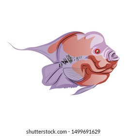 Cichlid Fish Vector Illustration Isolated On White Background
