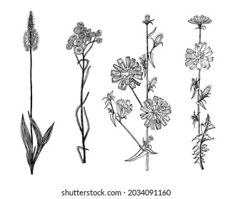 Cichorium or Chicory or endive. Plantago or Helichrysum arenarium or dwarf everlast or immortelle. Dandelion or sunflower family. Botanical plant illustration. Hand drawn floral in sketch style. 