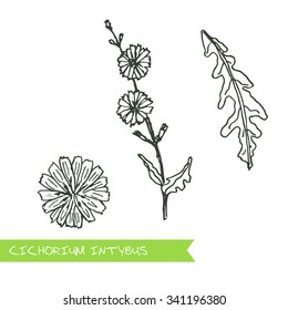 Cichorium intybus - Siberian herbs. Handdrawn Illustration - Health and Nature Set