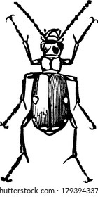 Cicindela Sexguttata( six-spotted tiger beetle) insect., vintage line drawing or engraving illustration.
