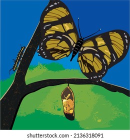 Cicle of life of a butterfly