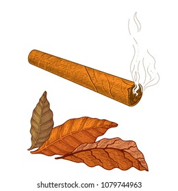 Cigar and dried tobacco leaves