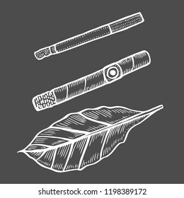 Cigars and leave of tobacco. Smoking set. Sketch engraving style.