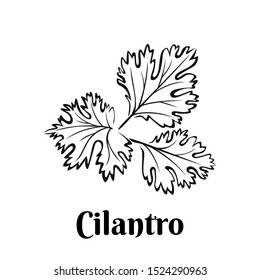 Cilantro black and white vector illustration isolated. Seasoning, spice, herb outline image.