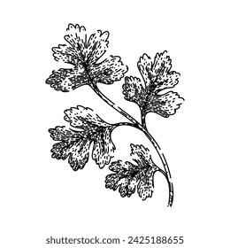 cilantro coriander hand drawn. top view, parsley fresh, seed bunch cilantro coriander vector sketch. isolated black illustration