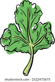 Cilantro Coriander Herb Leaf Salad Graphic Illustration 