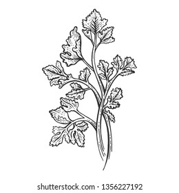 Cilantro Coriander parsley green herb spice sketch engraving vector illustration. Scratch board style imitation. Hand drawn image.