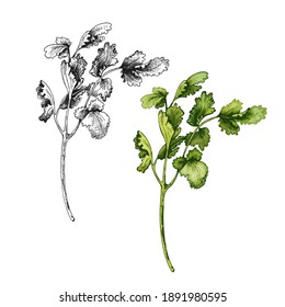 Cilantro fresh green branches and leaves. Vector color vintage hatching illustration isolated on a white background.