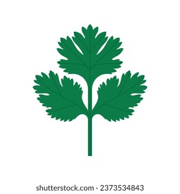 Cilantro. A green little leave, flowering plant, a cooking spice and flavoring. Simply minimalist vector illustration, isolated on white.