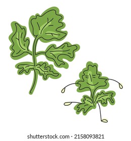 Cilantro. Greens and character. Vector hand draw cartoon illustration. 