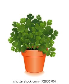 Cilantro Herb in clay flowerpot: Aromatic leaves for Mexican, Latin and Asian cooking, as flavoring and garnish. Also called Chinese Parsley, seed is called Coriander. EPS8 compatible.