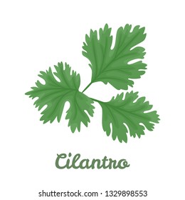 Cilantro isolated on white background. Vector illustration of fragrant green herbs in cartoon simple flat style. Coriander icon.