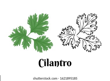 Cilantro isolated on white background. Vector color illustration of  fragrant green herbs in cartoon flat style and black and white outline. Vegetable Icon.