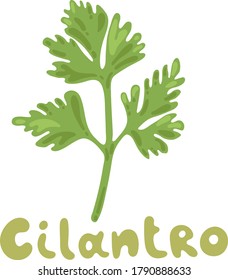 Cilantro isolated on white background. Vector green leaves cilantro clipart. Fragrant green herbs in cartoon simple flat style. Digital icon for web site page, mobile app, menu design, cooking book