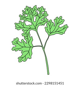 Cilantro isolated on white background. Vector illustration