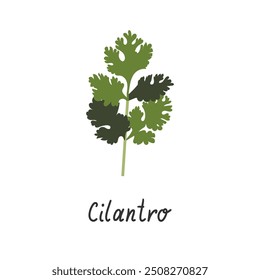 Cilantro isolado em fundo branco. Ilustração vetorial de ervas verdes fragrantes em estilo simples de desenho animado. Ícone de coentro.