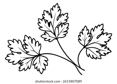 Cilantro leaf line art illustration for modern design