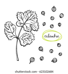 Cilantro leaf and seeds/ Culinary herbs and spices sketch/ Hand drawn coriander isolated on white background/ Vector illustration