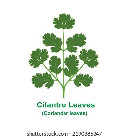 Cilantro leaves ( Coriander leaves) isolated on a white background.